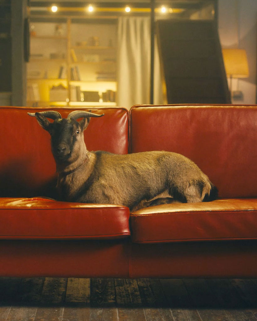 realizzazione-spot-tv-con-animali-milano